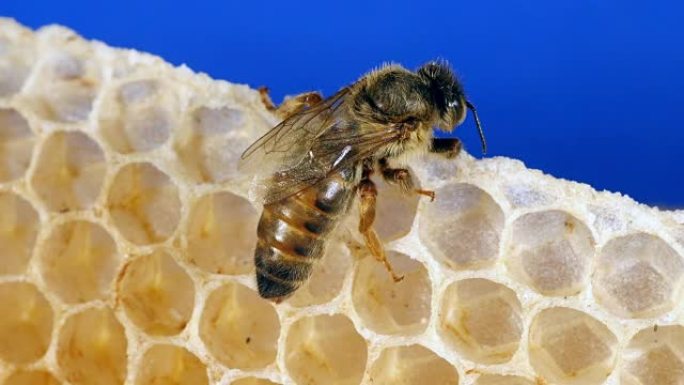 欧洲蜜蜂，蜜蜂蜜蜂，年轻蜡射线上的女王，诺曼底的蜂巢，实时4K