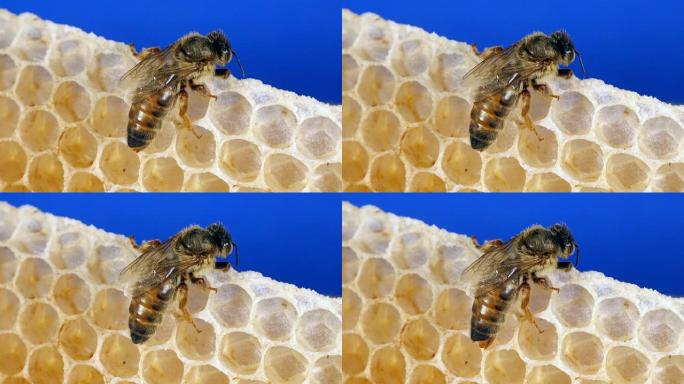 欧洲蜜蜂，蜜蜂蜜蜂，年轻蜡射线上的女王，诺曼底的蜂巢，实时4K