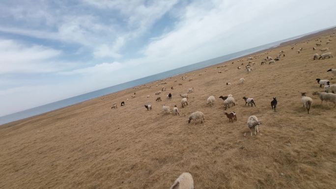 羊群 安慕希 牧场 穿越机 青海湖 高原