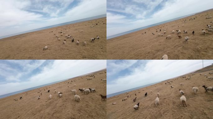 羊群 安慕希 牧场 穿越机 青海湖 高原