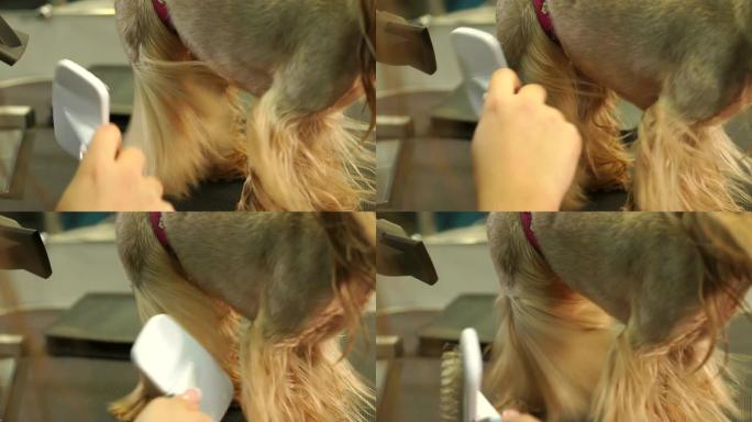 兽医用吹风机将狗的头发吹干，然后梳理约克夏犬。