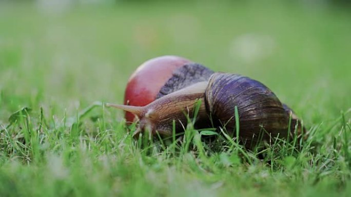 大蜗牛Achatina fulica在花园里爬行