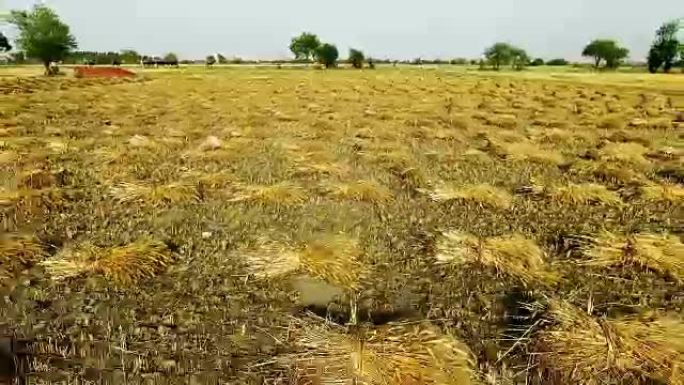 田间小麦作物束高架视图