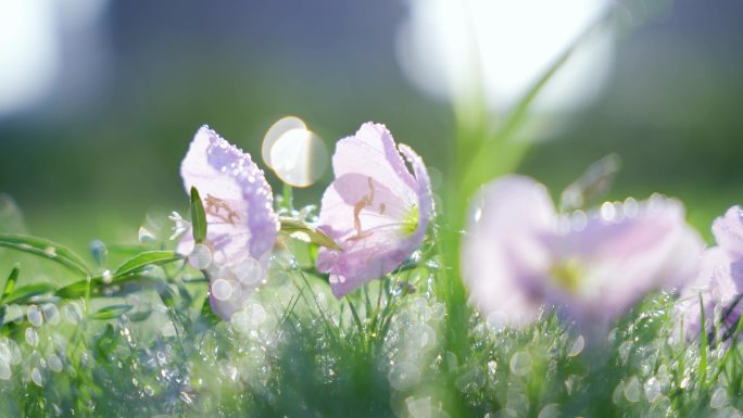 牵牛花花朵上的露珠