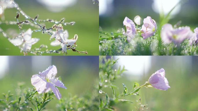 牵牛花花朵上的露珠