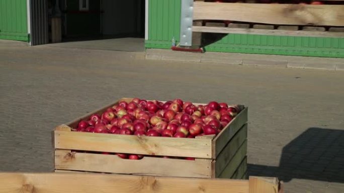 电动叉车上的员工将装有成熟苹果的容器带到冰箱无空气存储相机内。