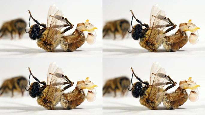 欧洲蜜蜂，apis mellifera，雄性无人机: 内啡肽完全释放: 清晰，所以对繁殖没有好处，诺