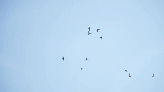鸭子。一群鸭子在蓝天下飞翔