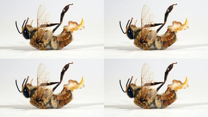 欧洲蜜蜂，apis mellifera，雄性无人机: 内啡肽完全释放: 清晰，所以对繁殖没有好处，诺