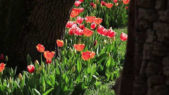 伊斯坦布尔绿色花园中美丽多彩的郁金香