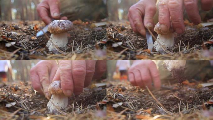 男子在秋天的森林里砸碎了可食用的蘑菇