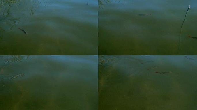 湖中水下的小蟑螂鱼