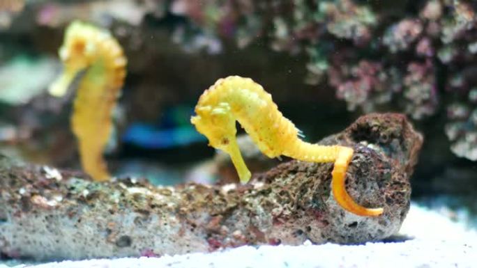 水族馆里的海马，鱼缸装饰。