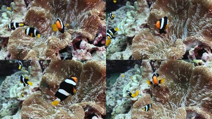 克拉克的海葵 (Amphiprion clarkii) 家族依偎在其寄主海葵的触角中，这种海葵在整个