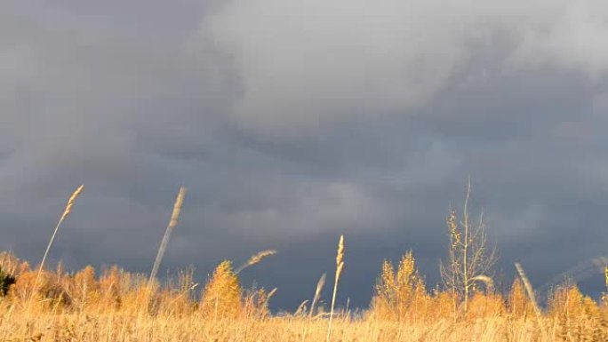 戏剧性的天空。乌云密布。风照亮的干黄草使风飘动。黄叶桦木。等待暴风雨。