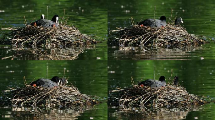 一对在巢中刚孵出的雏鸟