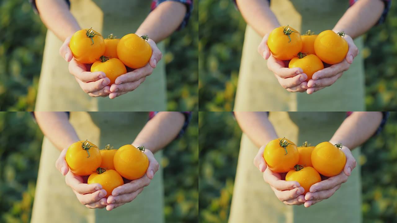 男人农夫展示了一些美丽的黄色西红柿
