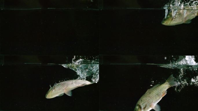 草鱼被扔进鱼缸游动