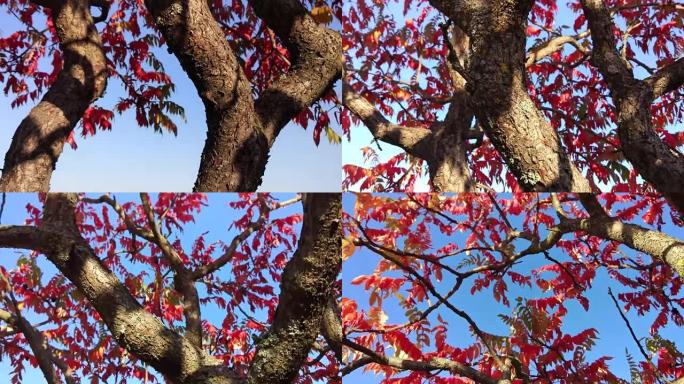 秋天的醋树