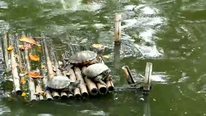 里夫斯乌龟坐在竹筏上