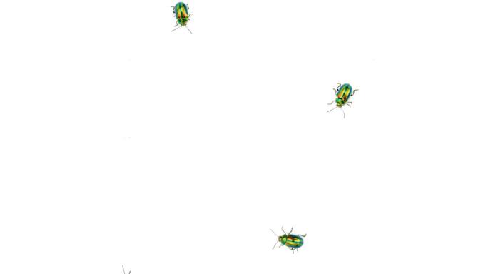 美丽的多色甲虫在白色孤立的背景上穿过屏幕