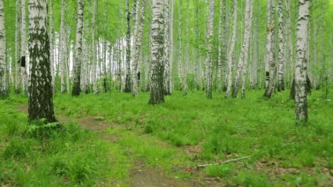 白桦林绿色小径