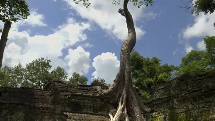 在吴哥窟塔普罗姆寺生长的一棵大树的俯拍