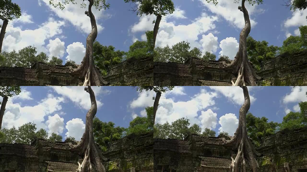 在吴哥窟塔普罗姆寺生长的一棵大树的俯拍