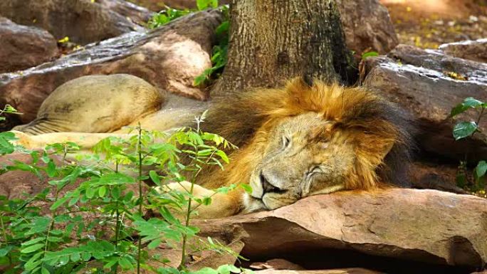 雄狮在树上休息和睡觉