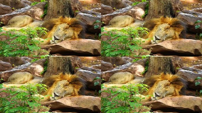 雄狮在树上休息和睡觉