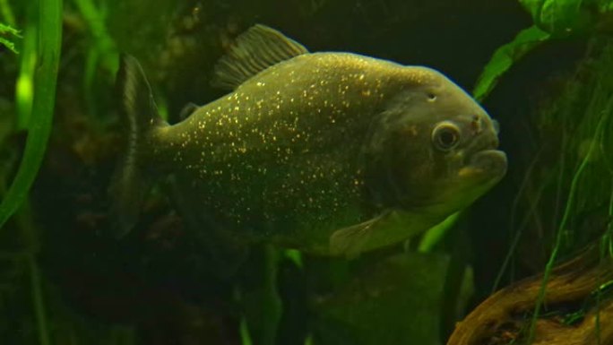 红腹食人鱼 (Pygocentrus nattereri) 在水中游泳的特写镜头。