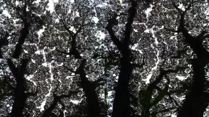 雨树的低角度视图
