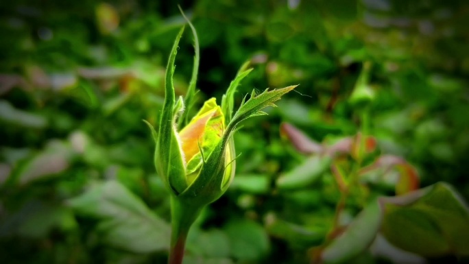 月季花 竹子 生活小区