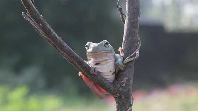 树枝上的树蛙