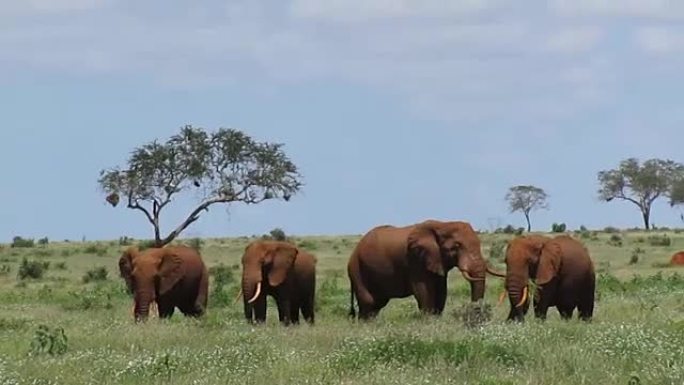 非洲肯尼亚的红象
