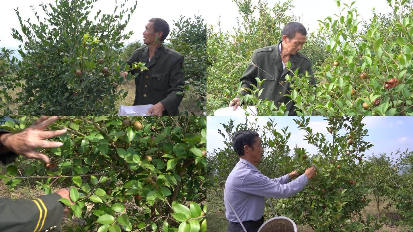 农民伯伯摘油茶果山茶果