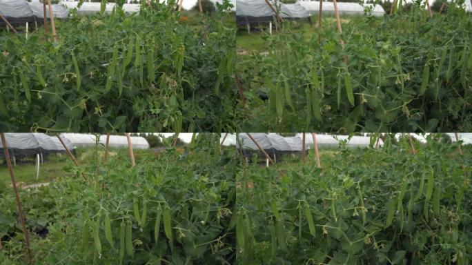 豌豆生长在葡萄藤4K，UHD