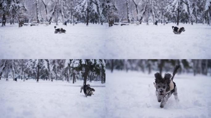 黑色贵宾犬在冬天的雪中奔跑