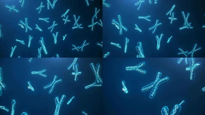 蓝色背景上的X和Y染色体。显微镜下有DNA螺旋的染色体。人类染色体。插图X和Y染色体。编码的遗传密码