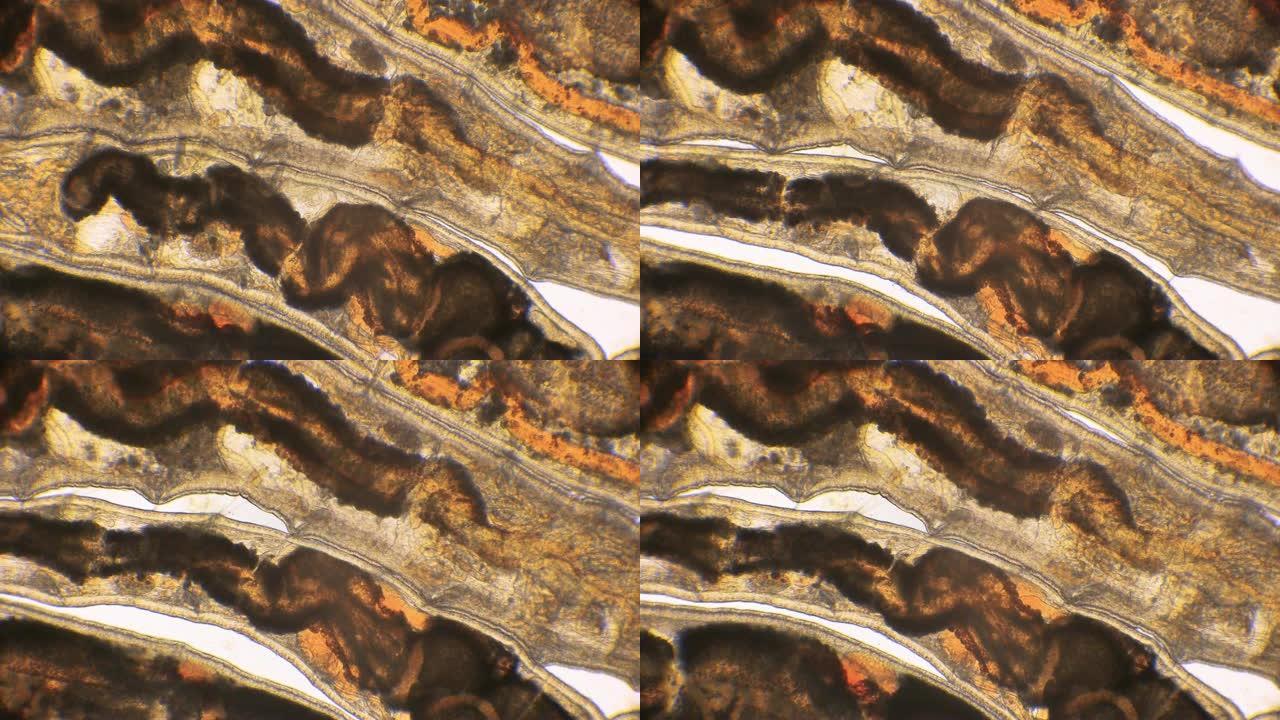 显微镜下微生物身体部分 (血虫、甘油、环节动物)
