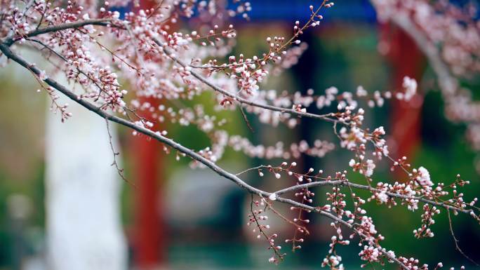 一枝桃花风中摇摆含苞待放