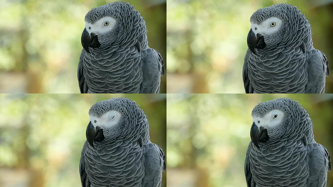 红尾一夫一妻制非洲刚果灰鹦鹉。同伴Jaco是赤道地区流行的鸟类宠物。