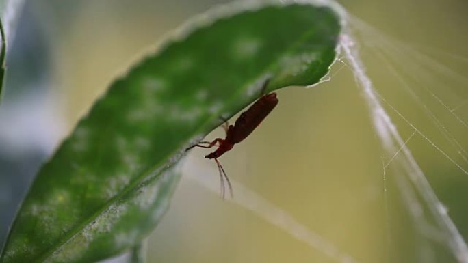 红色昆虫在蜘蛛线上行走