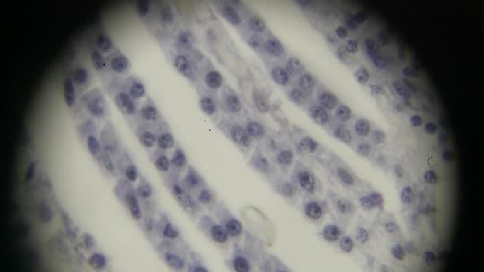 光学显微镜下的Eminal芽茎尖L.S.