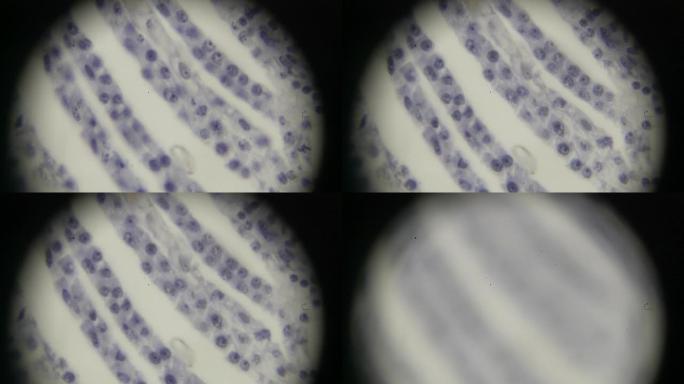 光学显微镜下的Eminal芽茎尖L.S.