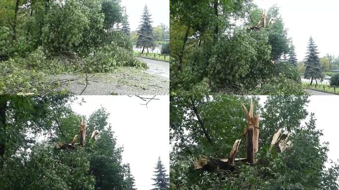 城市公园暴风雨后倒下的树