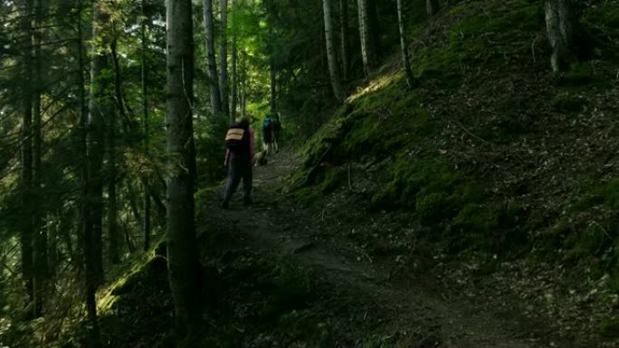 背着背包的游客在夏天的早晨黎明时爬上森林步道，普霍德尼基 (pukhodniki) 步行穿过国家公园