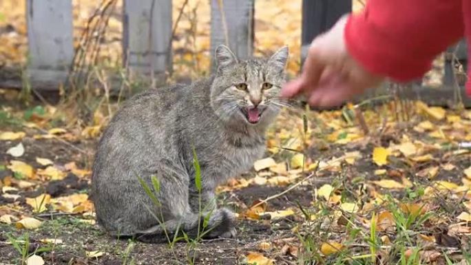 灰猫被给予食物