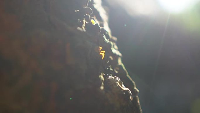 蚂蚁在日落时行走