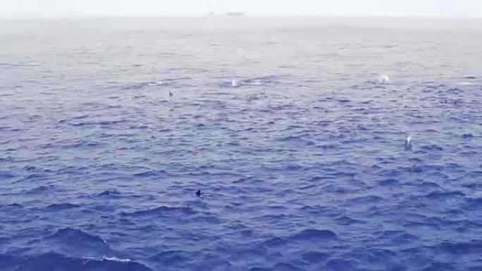 开阔海洋中的一群海豚。从船上看